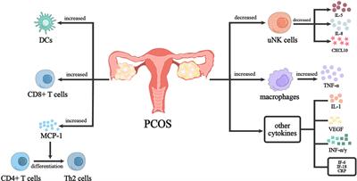 Dysregulation of immune response in PCOS organ system